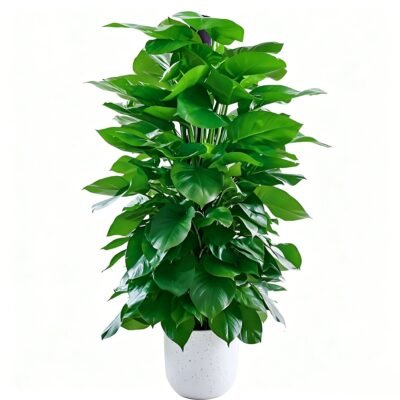 Green apple tree