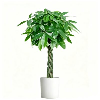 Money tree