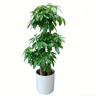 money tree
