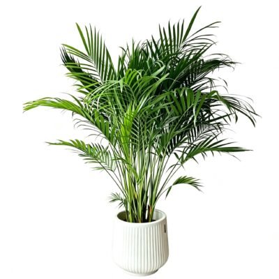 Areca palm