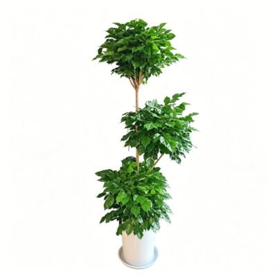 Money Banyan Tree