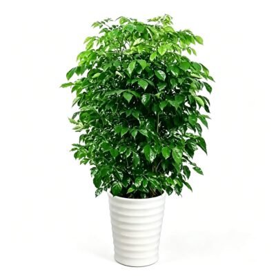 Happy tree
