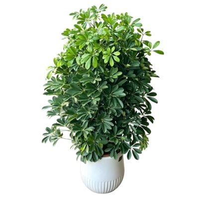 Schefflera
