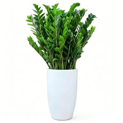Money tree