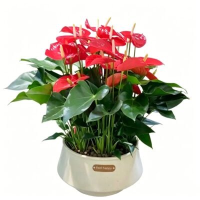 Solid Success - Anthurium