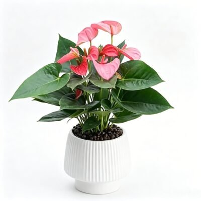 Heartfelt Bloom - Pink Anthurium