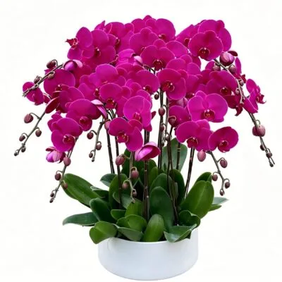 Orchid Muse