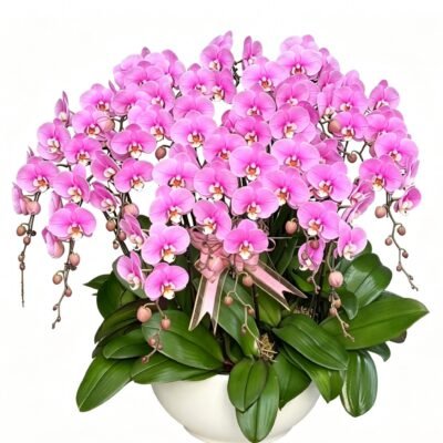 Orchid Muse
