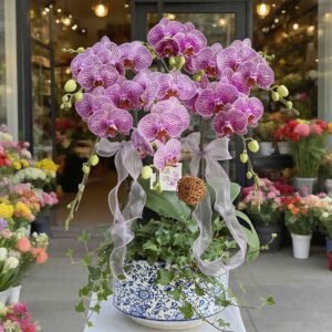 Moth orchid 6