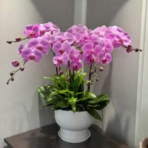Moth orchid 2