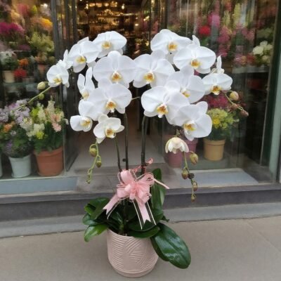 Moth orchid 13