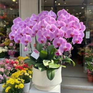 Moth orchid 15