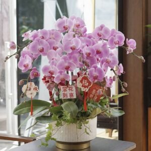 Moth orchid 8