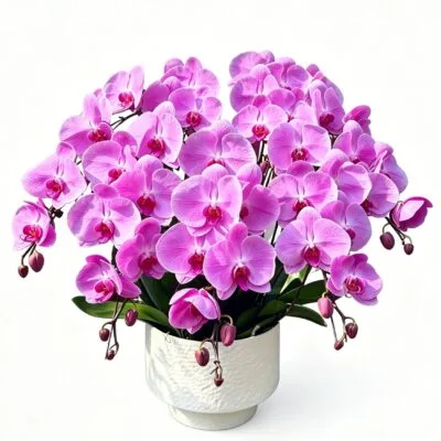 Dancing Petals