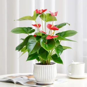 Anthurium andraeanum（一）