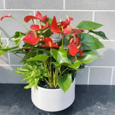 Anthurium andraeanum（五）