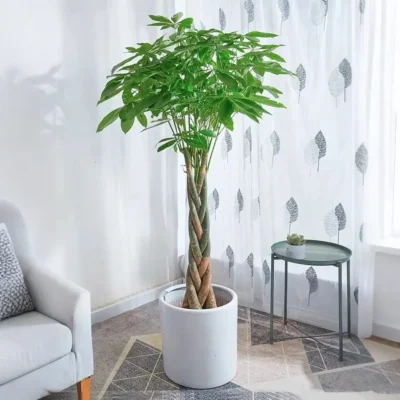 money tree