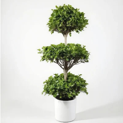 Money Banyan Tree (一)