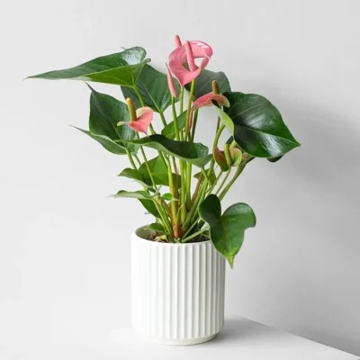 Anthurium andraeanum（七）