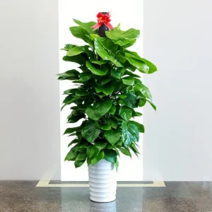 Green apple tree