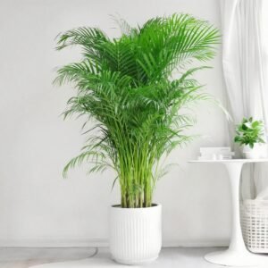 areca palm