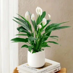 Anthurium andraeanum（二）