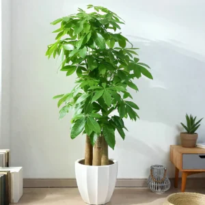 money tree（一）