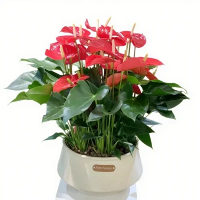 Anthurium andraeanum（四）