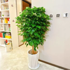 Happy tree