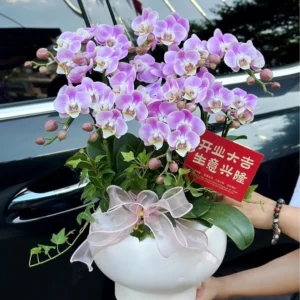Moth orchid 1