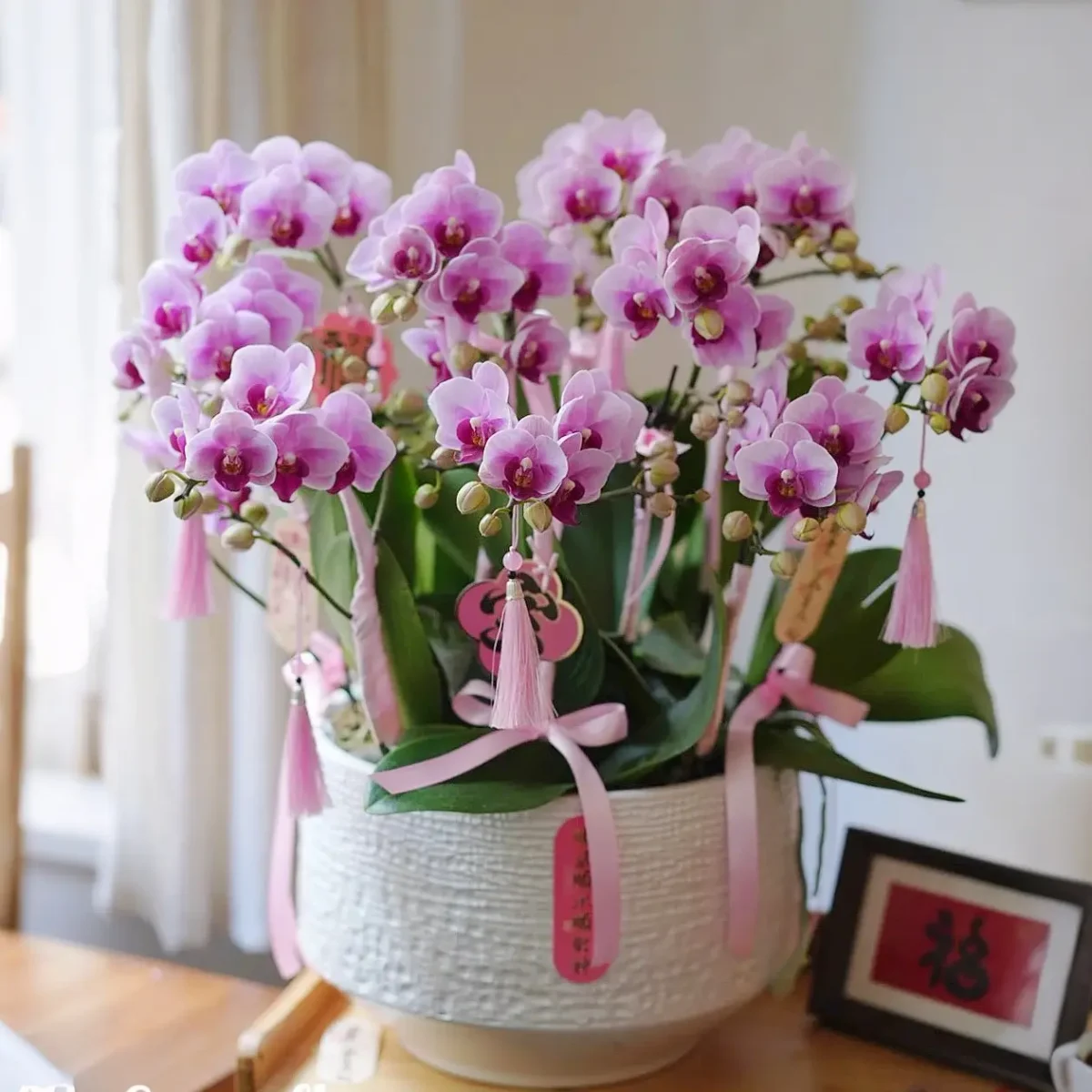 Moth orchid 11