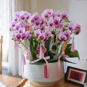 Moth orchid 11
