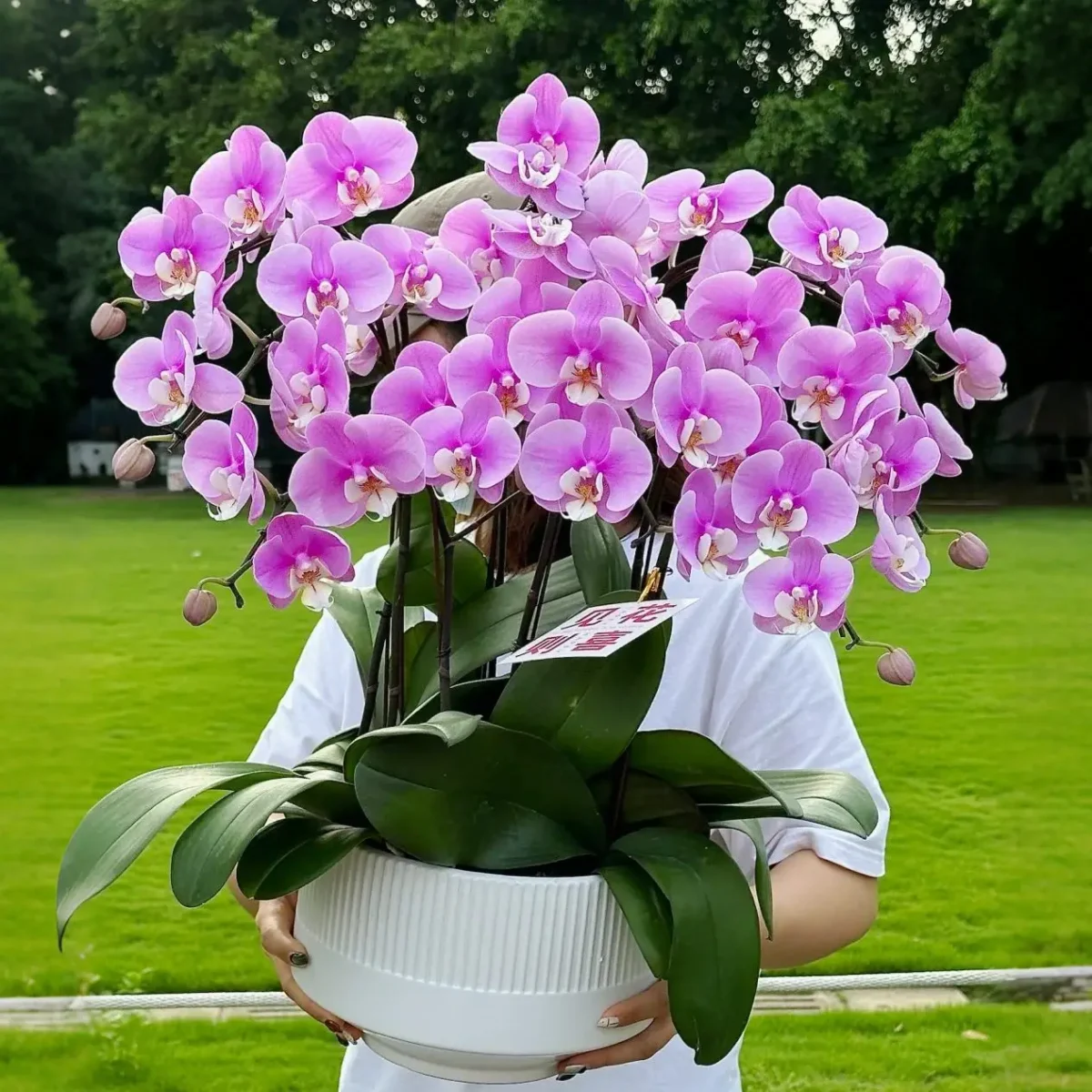 Moth orchid 12