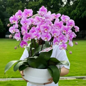 Moth orchid 12