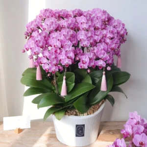 Moth orchid 14