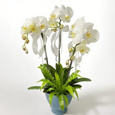 Moth orchid 18