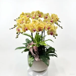 Moth orchid 3