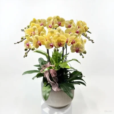 Moth orchid 3