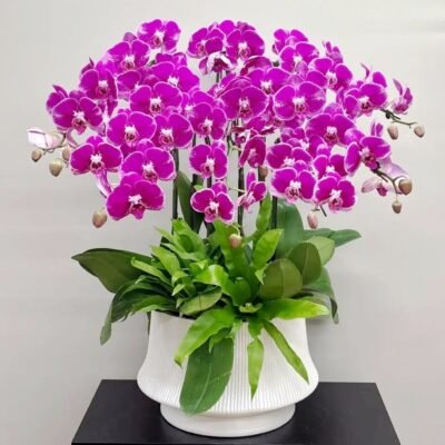 Moth orchid 24