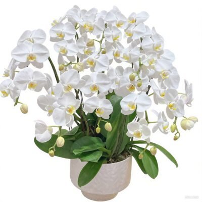 Moth orchid 28
