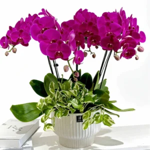 Moth orchid 4