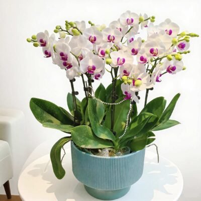 Moth orchid 30