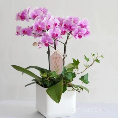 Moth orchid 34