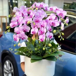 Moth orchid 35