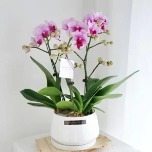 Moth orchid 5