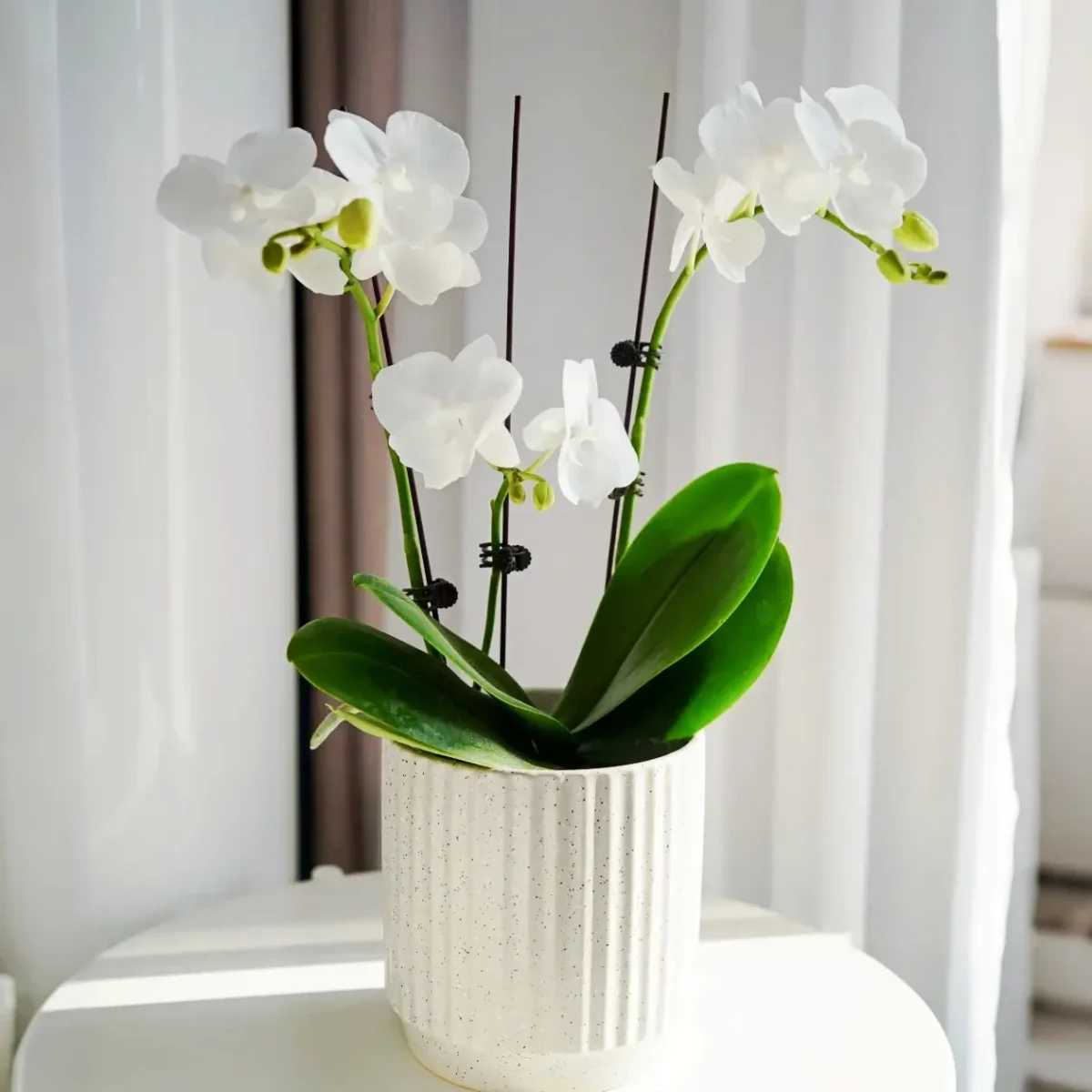 Moth orchid 7
