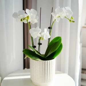 Moth orchid 7
