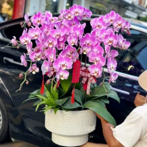 Moth orchid 9