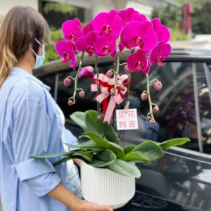 Moth orchid 10