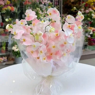 Orchid Radiance